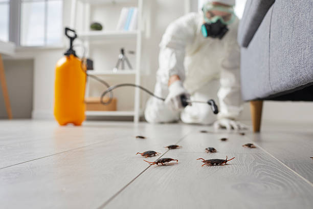 Post-Treatment Bed Bug Interceptor Monitoring in Gotha